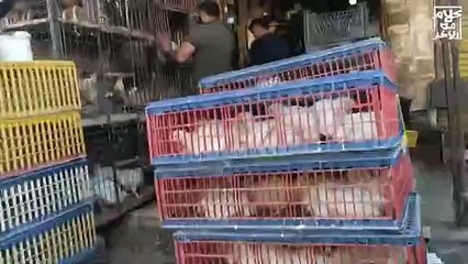 الونش يحصل على التأشيرة .. محمود حمدي الونش الى الأهلي مع زيزو فى الأهلي و صفقة أقوي فى الطريق