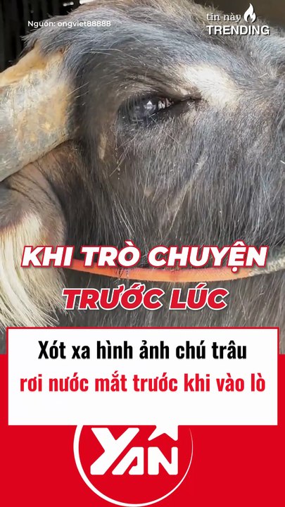 Xót xa hình ảnh chú trâu rớt nước mắt trước khi bị cho vào lò