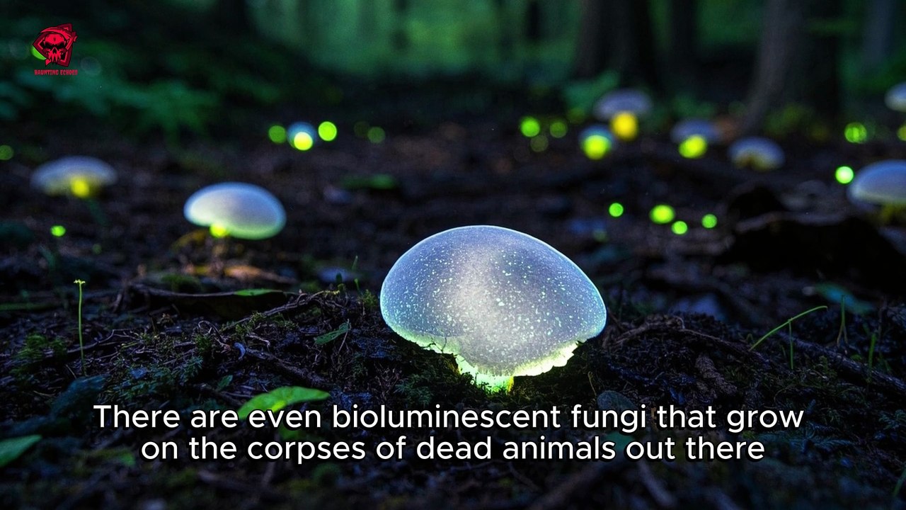 Soldier Disappears After Strange Lights Appear Over Base – Then Reappears with a Chilling Message