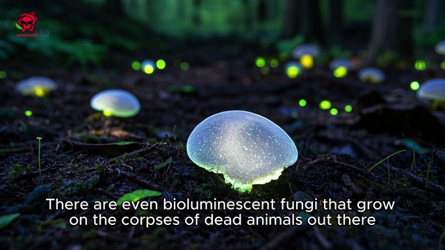 Soldier Disappears After Strange Lights Appear Over Base – Then Reappears with a Chilling Message