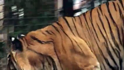 Apuntes para una biografía imaginaria | movie | 2010 | Official Trailer