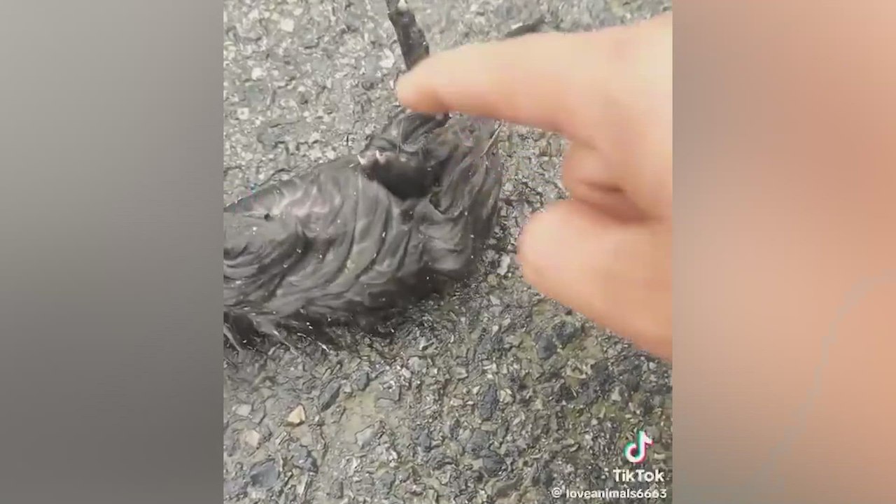 Un hombre rescata lo que parece ser un gato: nadie vio venir que animal era realmente