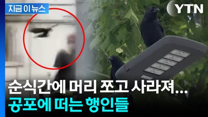 길 가는데 '퍽'... 도심 속 까마귀 사람 공격 급증 [지금이뉴스] / YTN