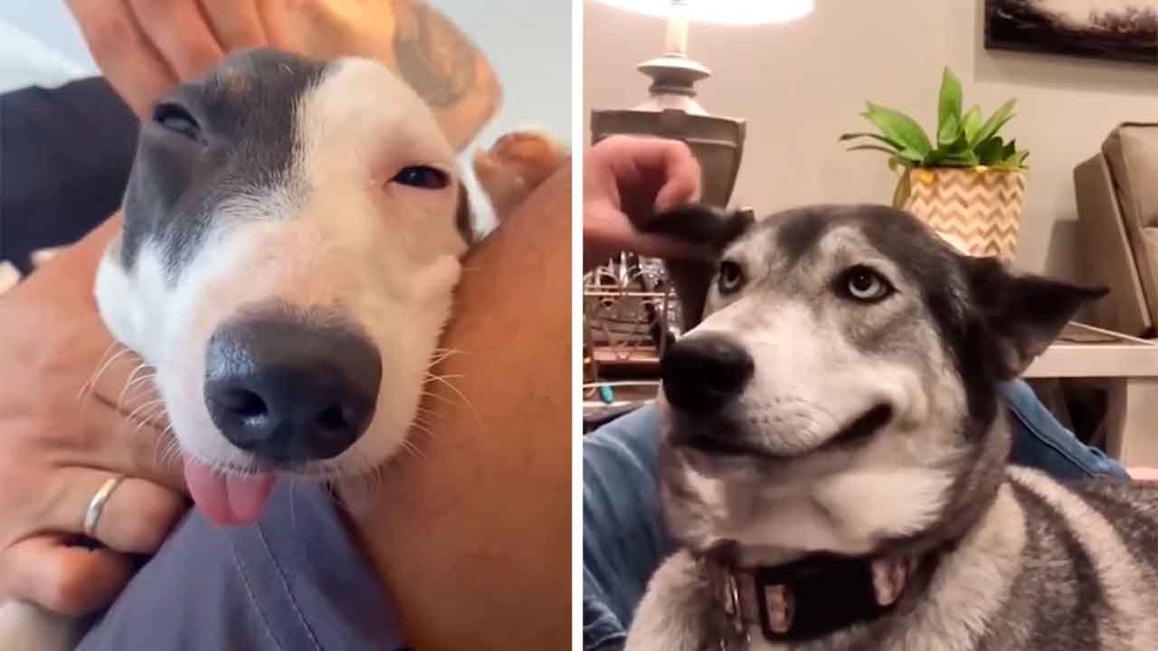 Lustiges Video: Versuch nicht zu lachen über diese Hunde, die gestreichelt werden