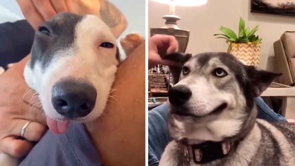 Hilarious Video: Try Not to Laugh at How These Dogs React to Head Pats