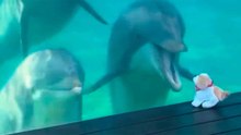 Vidéo adorable : des dauphins interagissent avec un petit chien en jouet