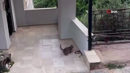 Alanya’da yılana kafa tutan kedi