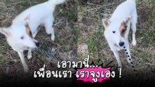 ขำจนกรามค้าง ! หมาก็มีเพื่อนรัก “หมาอีกตัว” พยายามแย่งสายจูง จะพาเดินเองไม่ง้อเจ้าของ