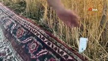 Tarlalarda milyonluk halı nöbeti başladı