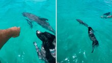 Adorable Video: Dog and Dolphin Are Friends—Even Underwater