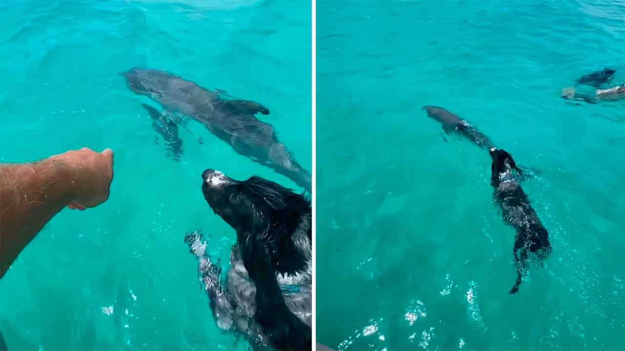 Süßes Video: Hund und Delfin sind sogar unter Wasser Freunde