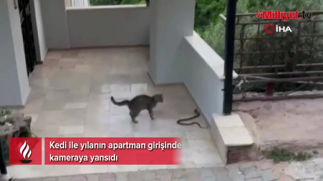 Kedi ile yılanın apartman girişindeki ilginç mücadelesi kamerada