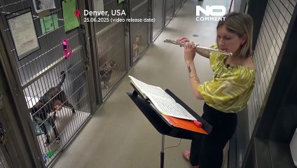 موسيقى للحيوانات المرهقة.. ملاجئ الولايات المتحدة الأمريكية تعزف للقطط والكلاب حتى تسترخي!