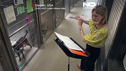 اجرای موسیقی زنده برای آرام کردن حیوانات بی‌سرپرست در پناهگاه‌های آمریکا