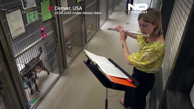 I rifugi per animali negli Stati Uniti usano la musica dal vivo per calmare gli animali domestici ansiosi