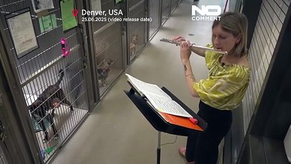 États-Unis : de la musique pour apaiser les animaux de compagnie anxieux dans les refuges