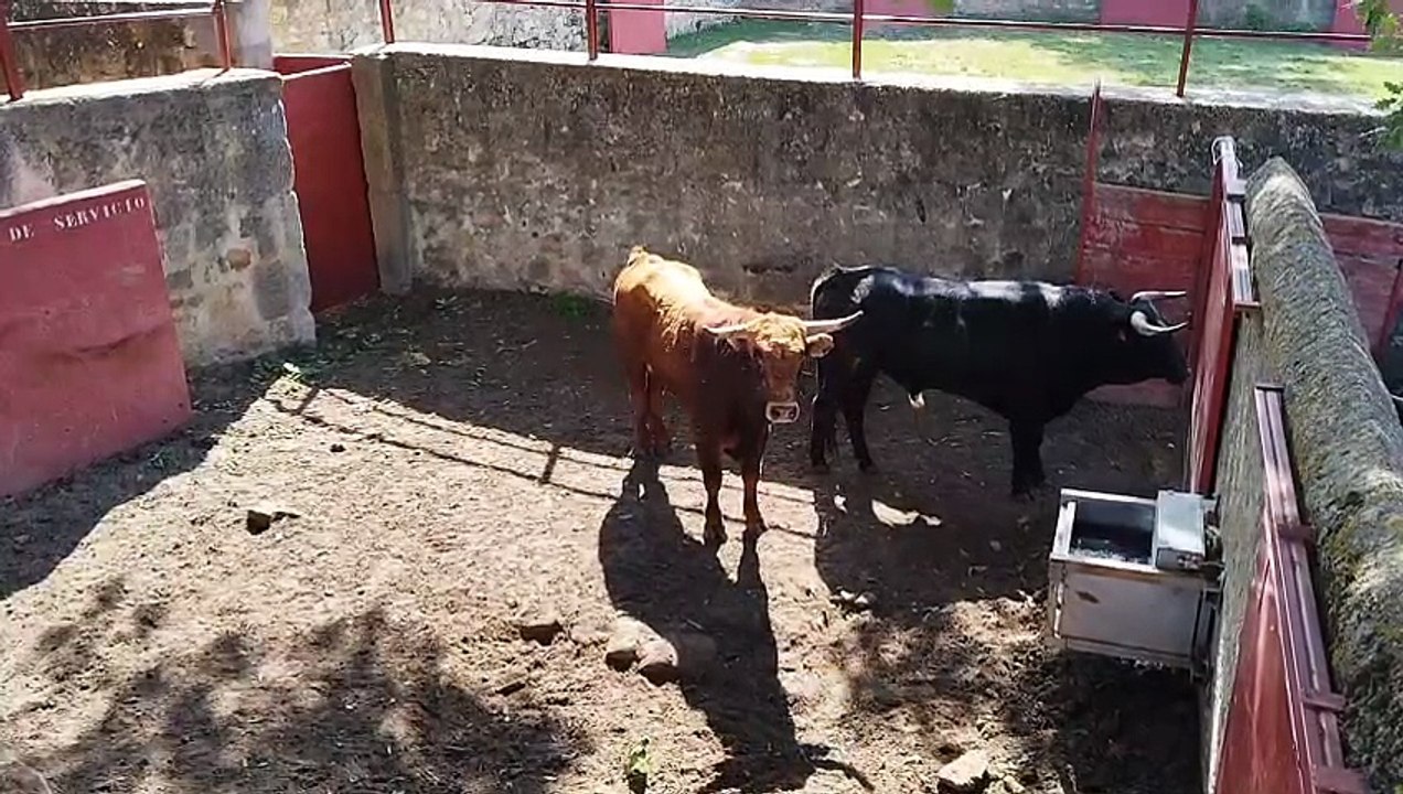 Los 12 novillos ya están en los corrales de Cañada Honda