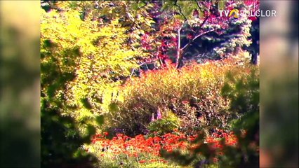 Ileana Constantinescu - Rau imi pare dupa lume (Tele-discul - arhiva TVR)