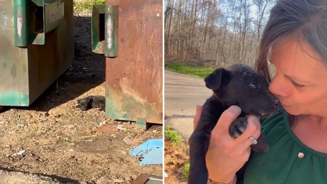 Rescuer Saves 'Scared And Starved' Puppy Abandoned And Left Next To Dumpster Weighing Just One Pound | Happily TV