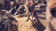 Kangaroo tales only in Australia 🇦🇺😀 please subscribe to my page