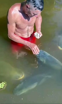 Man feeding in water tank, full of big fishes.