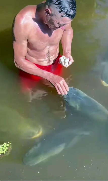 Man feeding in water tank, full of big fishes.