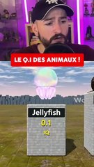 Le QI des Animaux 🧠