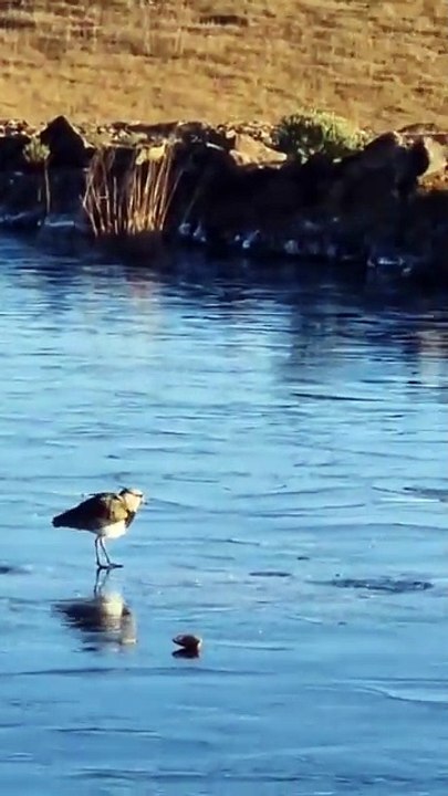 Imagens encantadoras mostram beleza de SC em dia de frio intenso com 47 cidades abaixo de zero