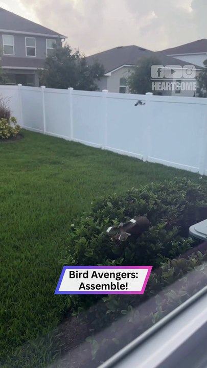 Tiny Birds vs Hawk | Feathered Avengers Save Baby Bird in Style