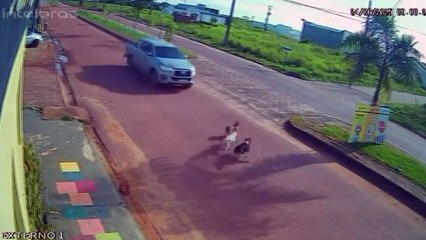 Itaituba: câmera de segurança mostra animais sendo atropelados por caminhonete