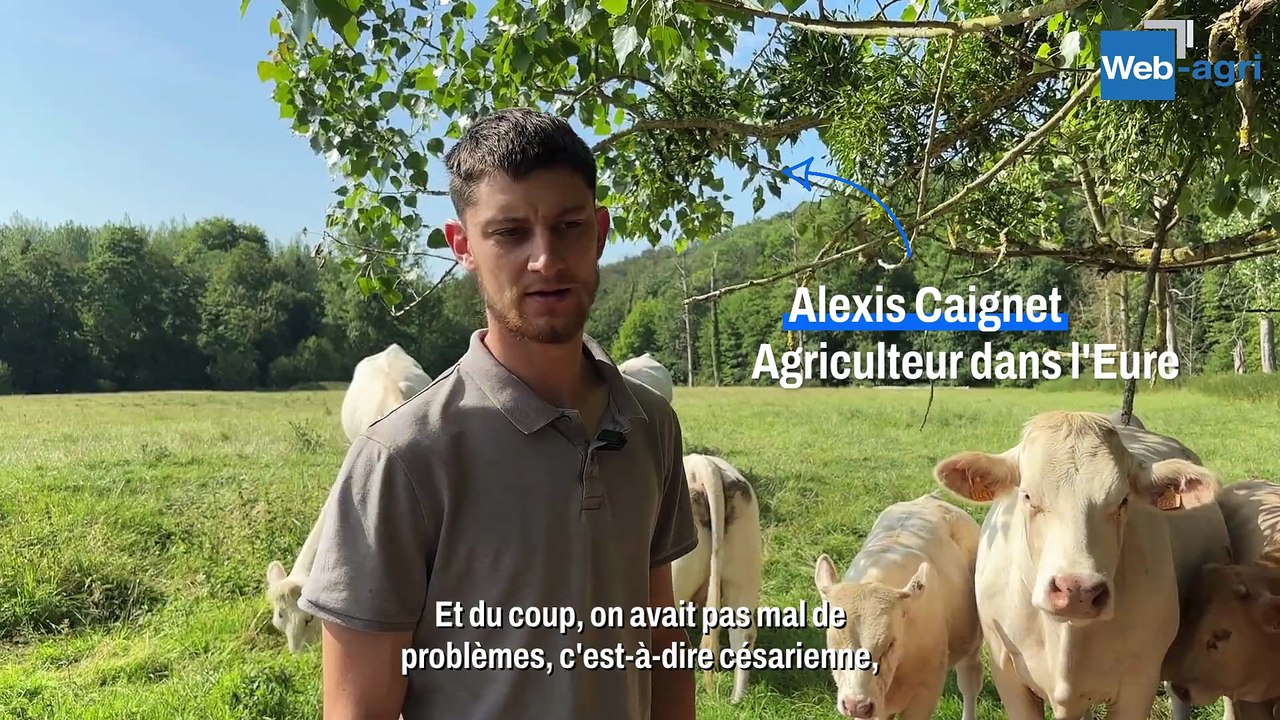Le croisement limousin pour faciliter le premier vêlage des charolaises