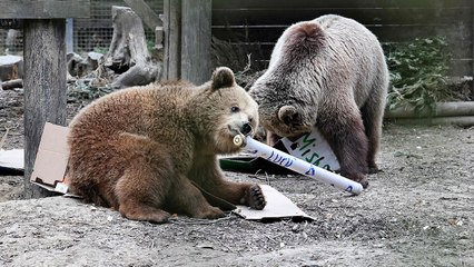 Bears escape from enclosure at UK wildlife park