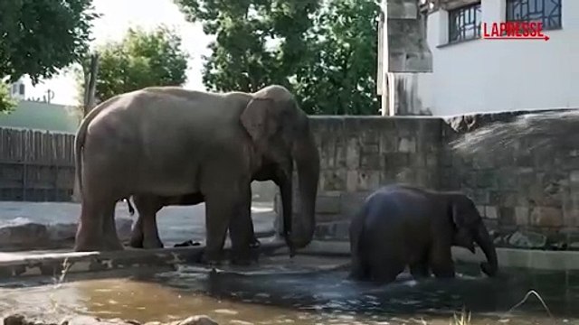 Lo zoo di Budapest affronta l'ondata di caldo: docce di acqua fredda per gli elefanti
