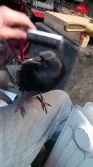 This man brushes a crow and stopped, but the bird gives the brush back as it wanted more.