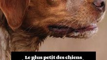 3 choses à savoir sur l’épagneul
