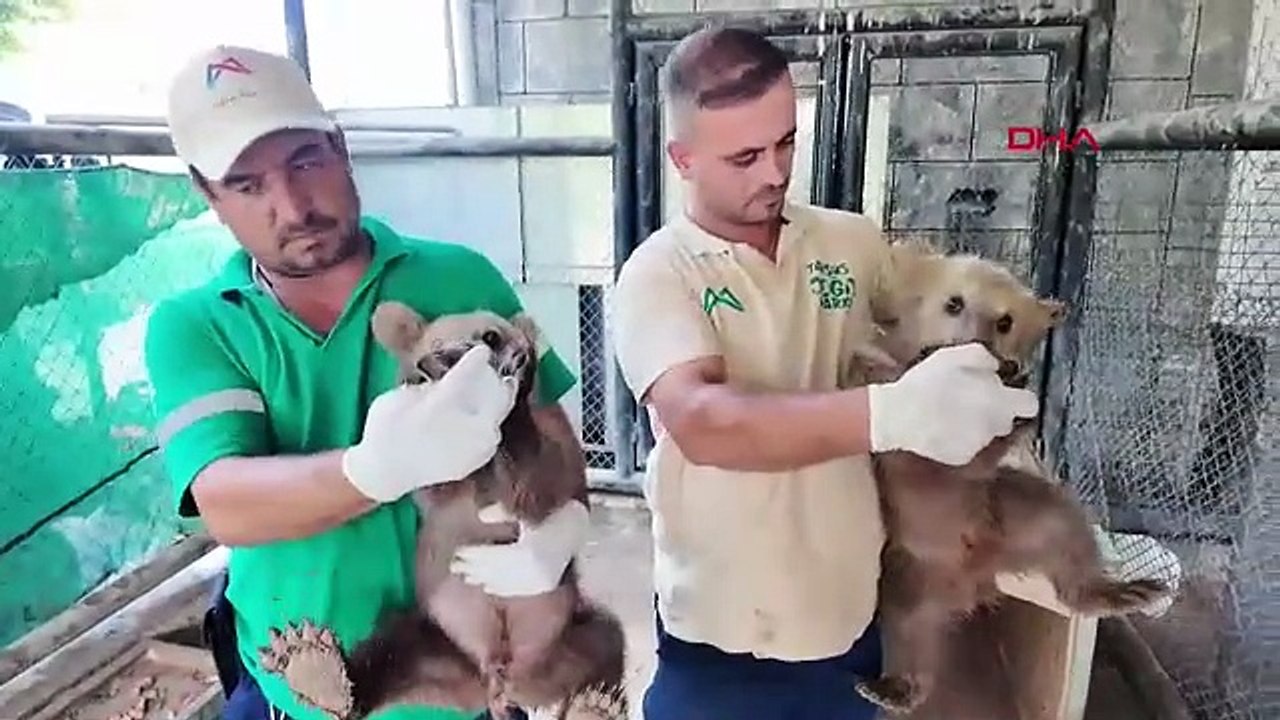 Bu da Türkiye'nin hayvanlar anaokulu: Lemur, geyik, zebra, tay ve 2 minik ayı yavrusu...