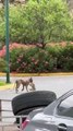 VIDEO: ¡Impactante! Un puma irrumpe en zona urbana y caza a un gato doméstico