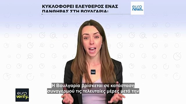 Έλεγχος των ισχυρισμών σχετικά με τον «πάνθηρα» που κυκλοφορεί ελεύθερος στη Βουλγαρία