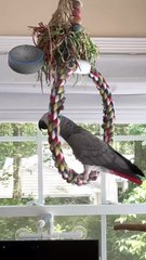 Parrot Says Shake Shake 🤣🤣🤣