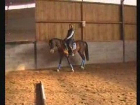 cheval de dressage Fjordos