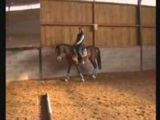 cheval de dressage Fjordos