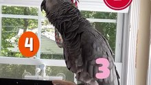 Parrot Counts to 5 😂