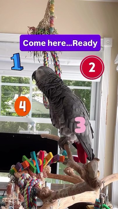 Parrot Counts to 5 😂