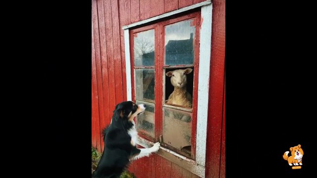 Benefits Of Dog's Regular Exercise _ V13 _ Cute Dog Videos _ Dogs _Dog_ Funny Dogs_ Fitness _ Mr Dog