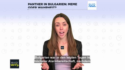 Entlaufener Panther in Bulgarien: Meme oder Wahrheit?
