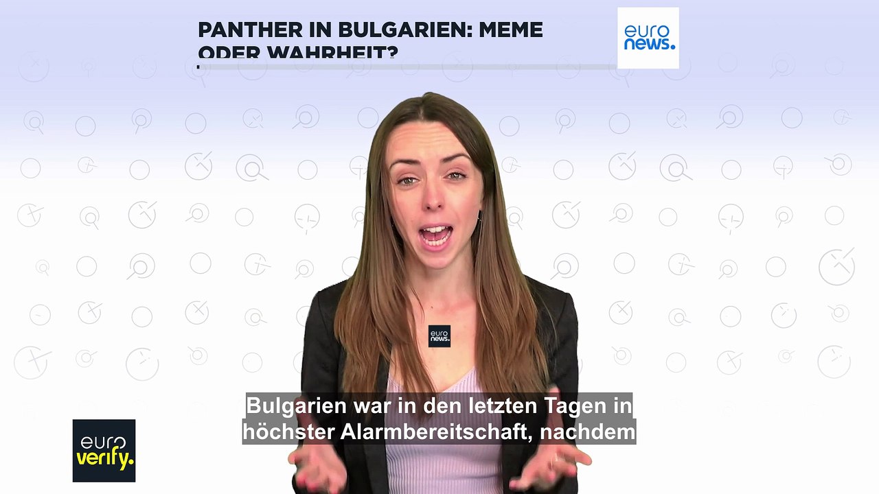 Entlaufener Panther in Bulgarien: Meme oder Wahrheit?