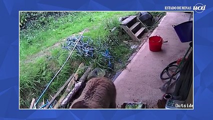 No Reino Unido, ursas fogem e devoram uma semana de mel