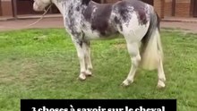 3 choses à savoir sur le cheval Criollo