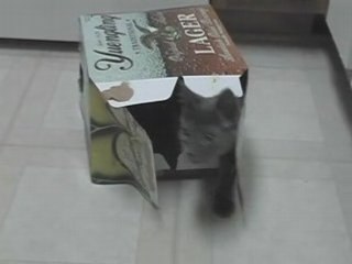 Goose vs. Tail - My adorable cute new kitten Goose is ...