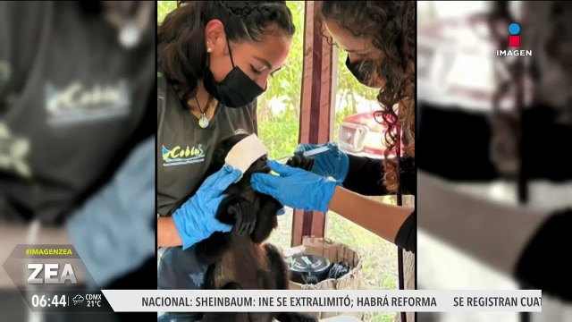 Expertos en conservación de la biodiversidad buscan salvar al mono saraguato de la extinción